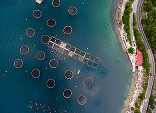 Caribbean aquaculture projects offer new citizenship by investment opportunities